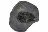 Extremely Rare Acanthopyge Haueri Trilobite - Mrakib, Morocco #339407-1